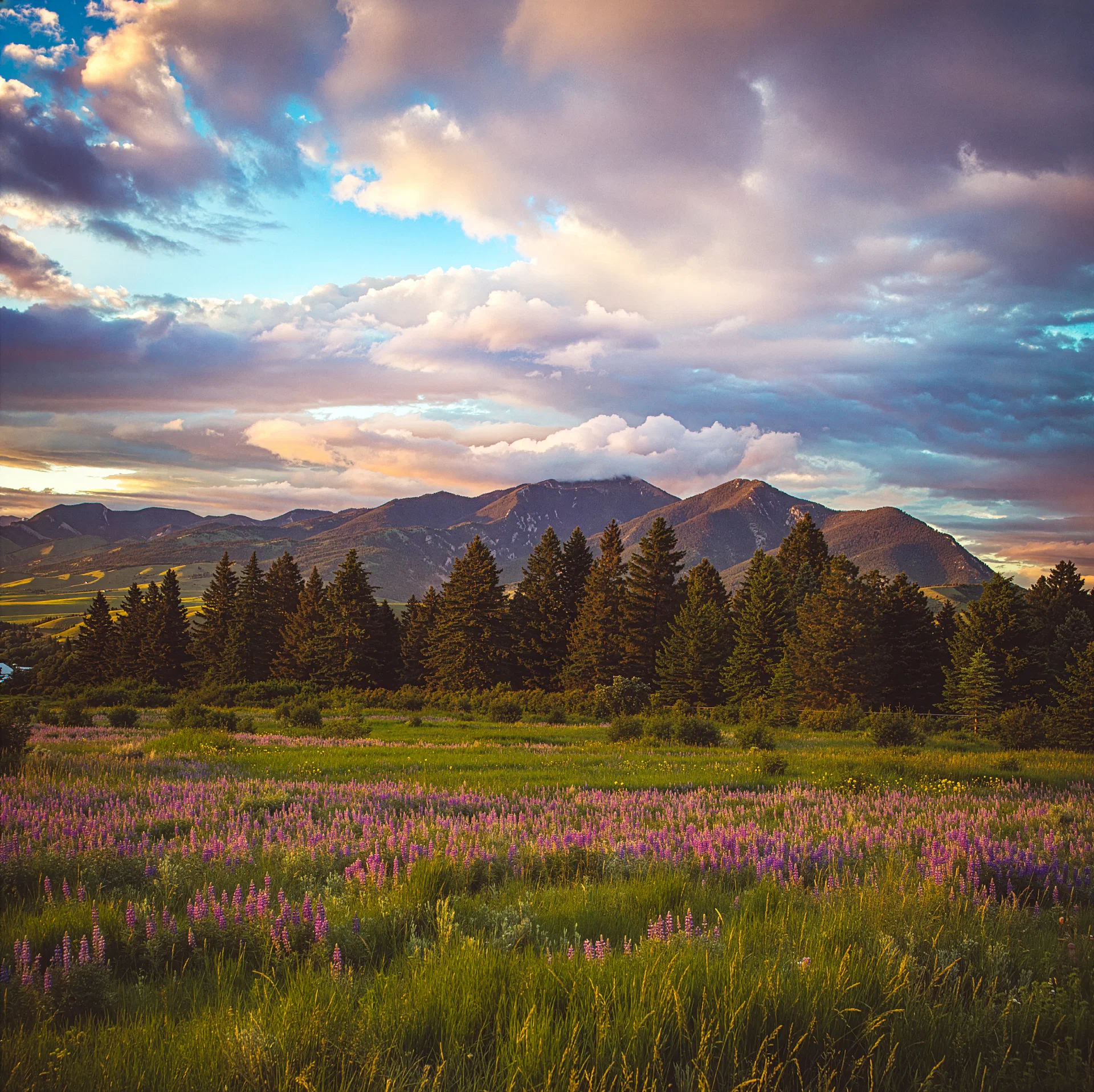 Lupine meadow below the Bridger Range at sunset near Bozeman, Montana